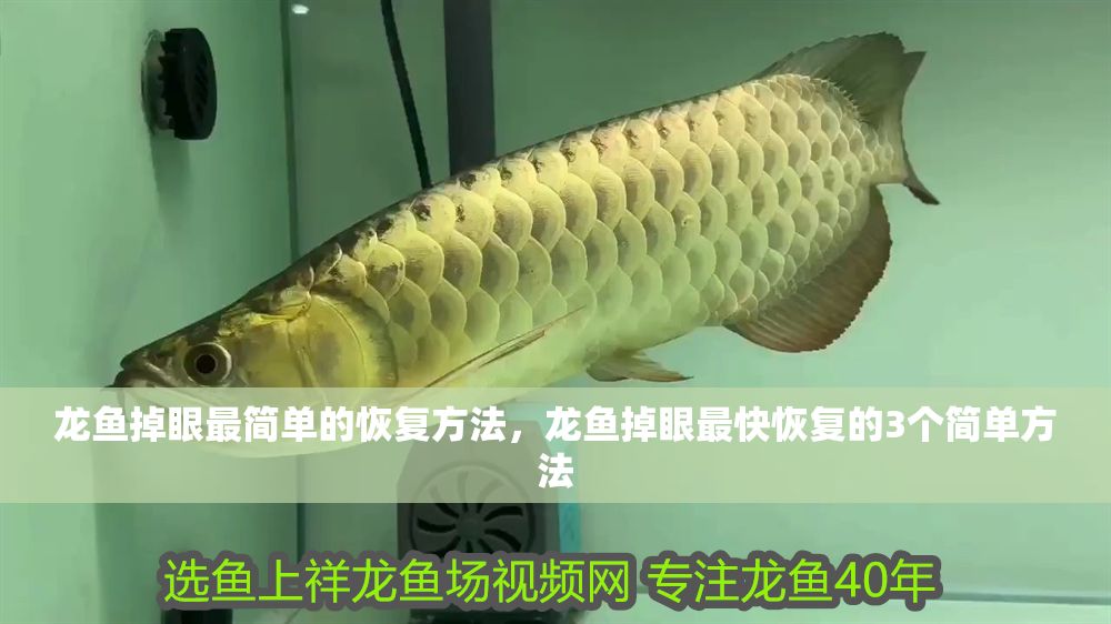 龍魚掉眼最簡單的恢復方法，龍魚掉眼最快恢復的3個簡單方法