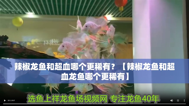 辣椒龍魚和超血哪個更稀有？【辣椒龍魚和超血龍魚哪個更稀有】