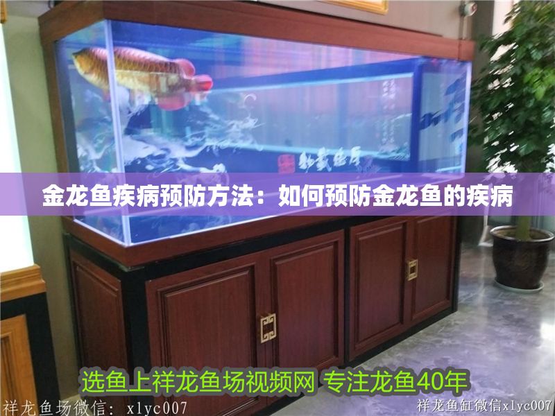 金龍魚疾病預(yù)防方法：如何預(yù)防金龍魚的疾病