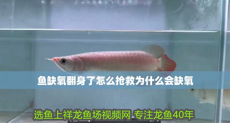 魚缺氧翻身了怎么搶救為什么會(huì)缺氧 魚缺氧翻身了怎么搶救為什么會(huì)缺氧 銀龍魚百科 第2張