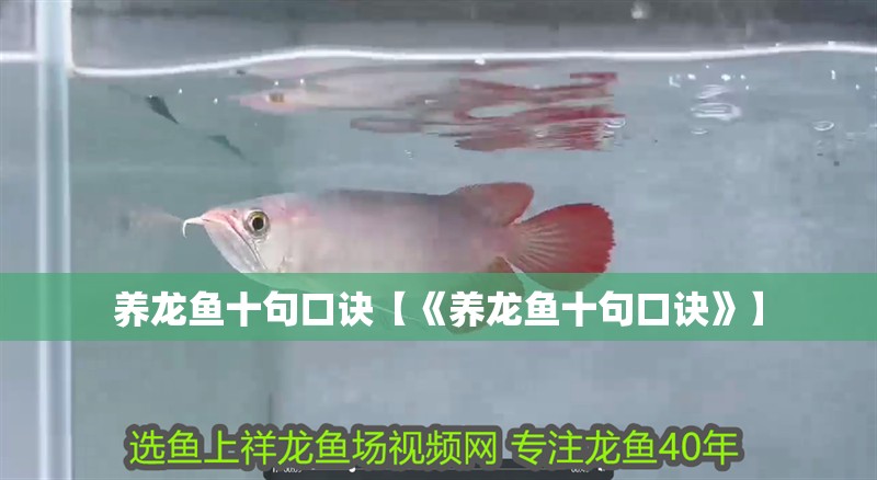 養龍魚十句口訣【《養龍魚十句口訣》】