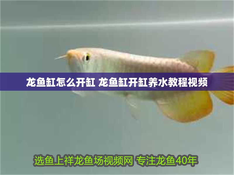 龍魚缸怎么開缸 龍魚缸開缸養水教程視頻