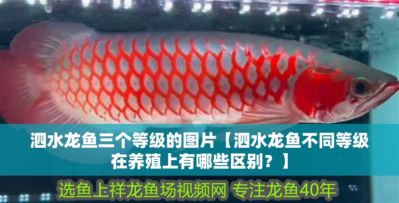 泗水龍魚三個等級的圖片【泗水龍魚不同等級在養(yǎng)殖上有哪些區(qū)別？】 泗水龍魚三個等級的圖片【泗水龍魚不同等級在養(yǎng)殖上有哪些區(qū)別？】 水族問答