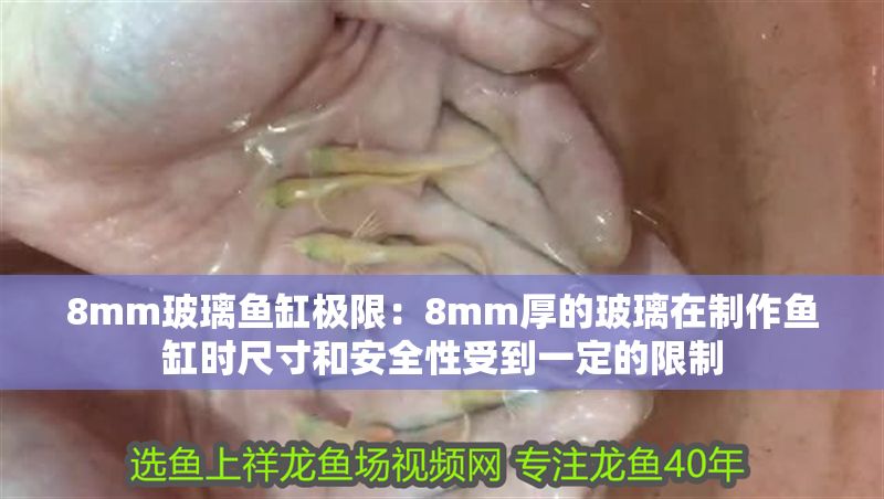 8mm玻璃魚缸極限：8mm厚的玻璃在制作魚缸時尺寸和安全性受到一定的限制