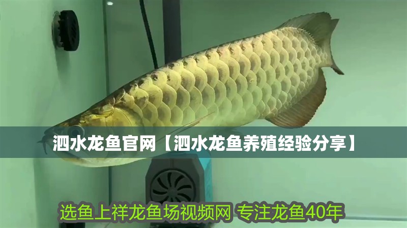 泗水龍魚官網(wǎng)【泗水龍魚養(yǎng)殖經(jīng)驗(yàn)分享】