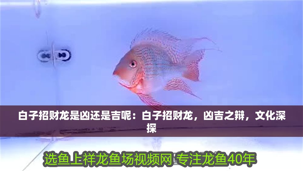 白子招財(cái)龍是兇還是吉呢：白子招財(cái)龍，兇吉之辯，文化深探