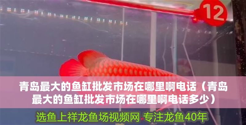 青島最大的魚缸批發(fā)市場在哪里啊電話（青島最大的魚缸批發(fā)市場在哪里啊電話多少）