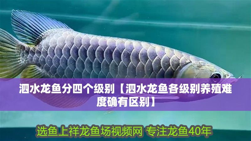 泗水龍魚分四個級別【泗水龍魚各級別養殖難度確有區別】