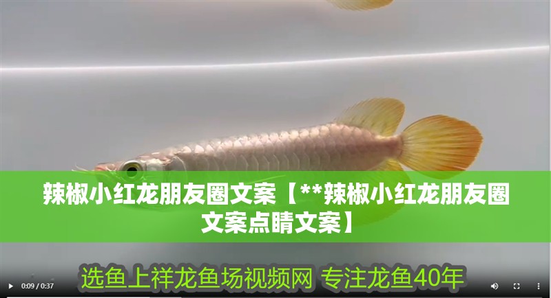 辣椒小紅龍朋友圈文案【**辣椒小紅龍朋友圈文案點睛文案】