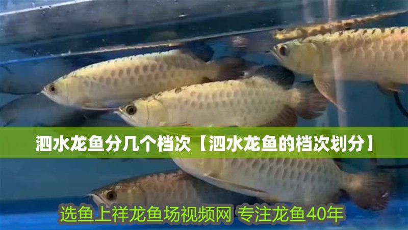 泗水龍魚分幾個檔次【泗水龍魚的檔次劃分】