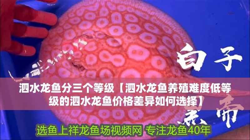 泗水龍魚分三個(gè)等級(jí)【泗水龍魚養(yǎng)殖難度低等級(jí)的泗水龍魚價(jià)格差異如何選擇】