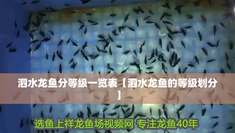 泗水龍魚分等級一覽表【泗水龍魚的等級劃分】