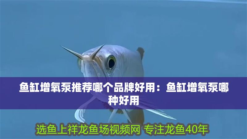 魚缸增氧泵推薦哪個(gè)品牌好用：魚缸增氧泵哪種好用