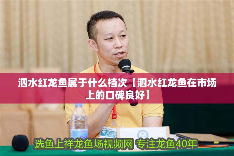 泗水紅龍魚(yú)屬于什么檔次【泗水紅龍魚(yú)在市場(chǎng)上的口碑良好】
