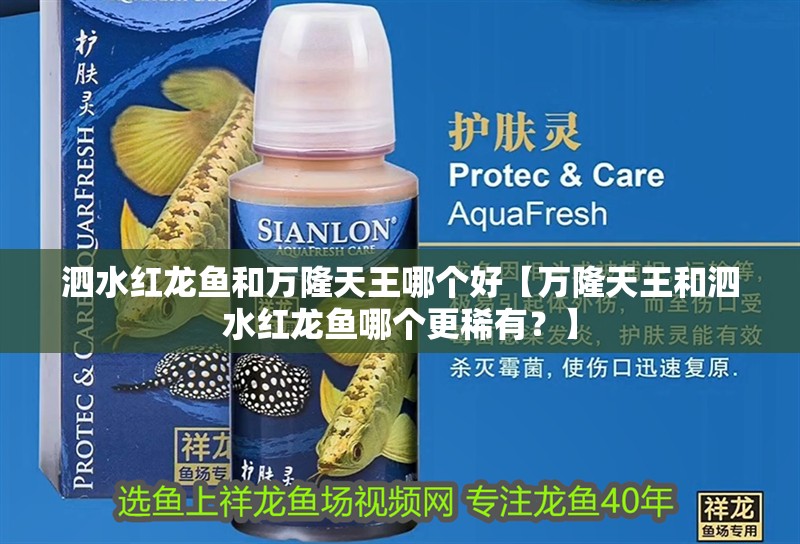 <strong><mark>泗水</mark></strong>紅龍魚和萬隆天王哪個好【萬隆天王和<strong><mark>泗水</mark></strong>紅龍魚哪個更稀有？】