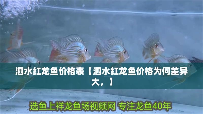 泗水紅龍魚價格表【泗水紅龍魚價格為何差異大，】