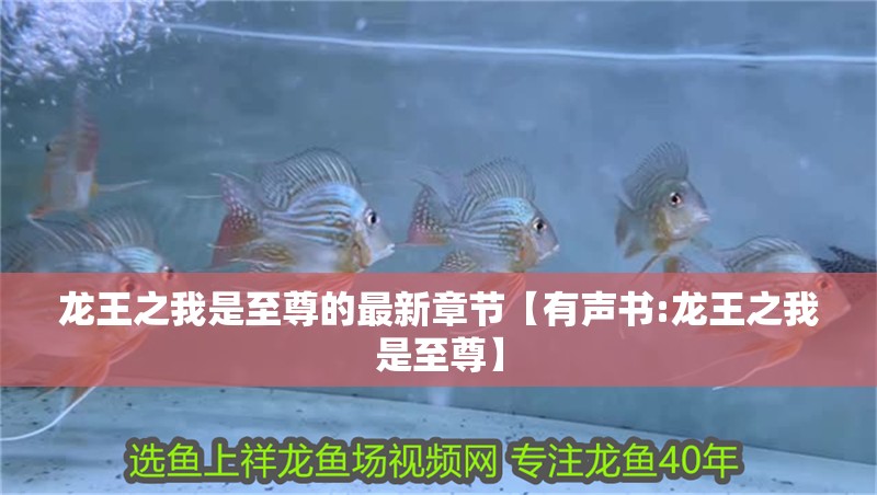 龍王之我是至尊的最新章節【有聲書:龍王之我是至尊】