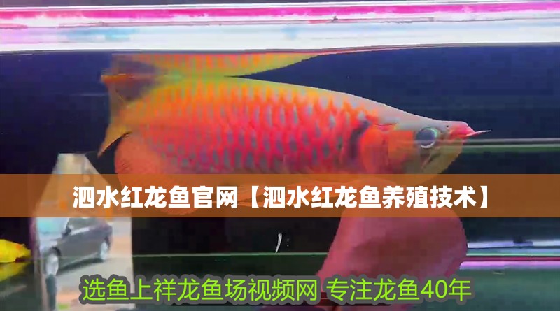 泗水紅龍魚官網【泗水紅龍魚養殖技術】