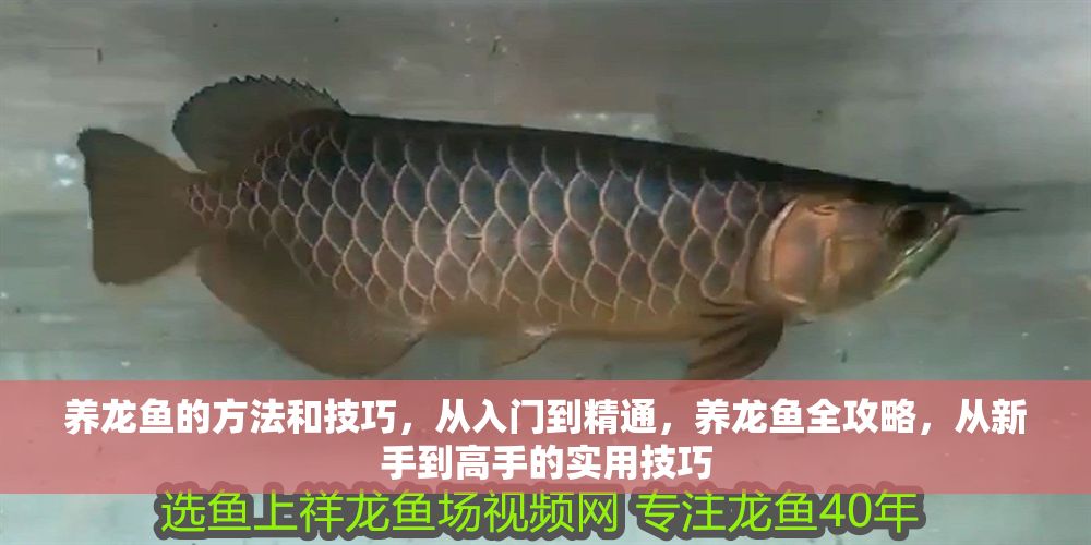 養(yǎng)龍魚的方法和技巧，從入門到精通，養(yǎng)龍魚全攻略，從新手到高手的實用技巧
