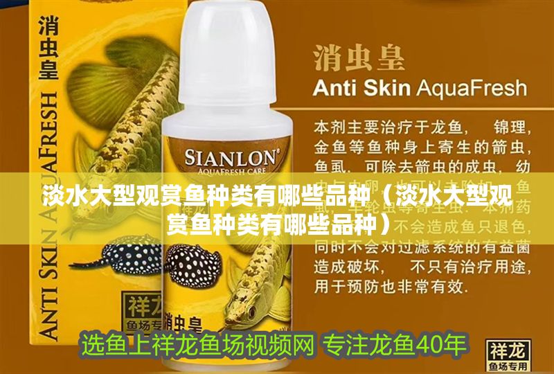 淡水大型觀賞魚種類有哪些品種（淡水大型觀賞魚種類有哪些品種） 淡水大型觀賞魚種類有哪些品種（淡水大型觀賞魚種類有哪些品種） 元寶鳳凰魚百科 第1張