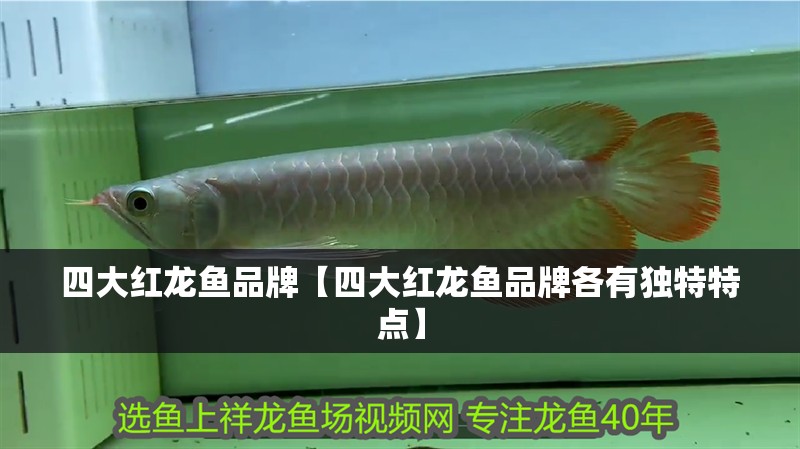 四大紅龍魚品牌【四大紅龍魚品牌各有獨特特點】