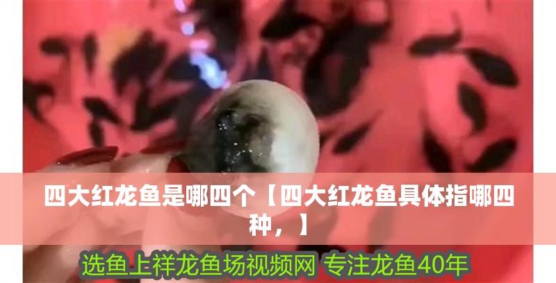四大紅龍魚是哪四個【四大紅龍魚具體指哪四種，】