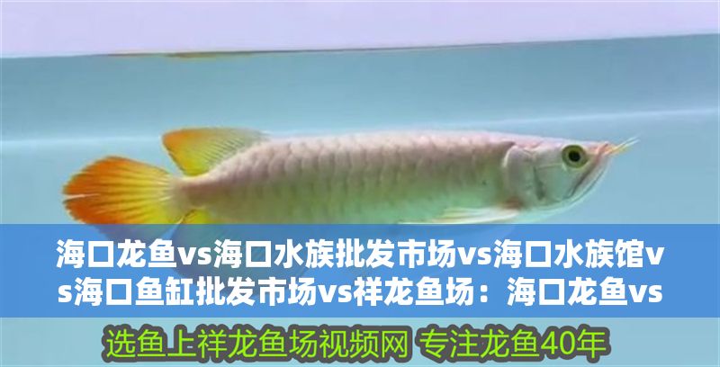 海口龍魚vs海口水族批發市場vs海口水族館vs海口魚缸批發市場vs祥龍魚場：海口龍魚vs海口水族批發市場