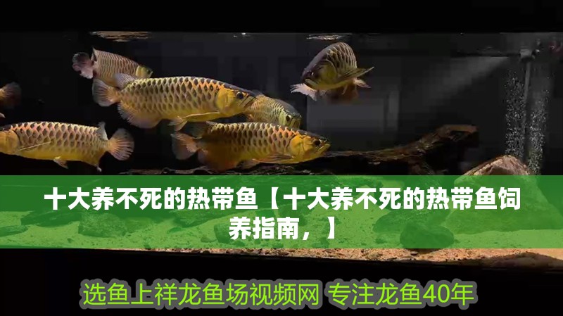 十大養不死的熱帶魚【十大養不死的熱帶魚飼養指南，】