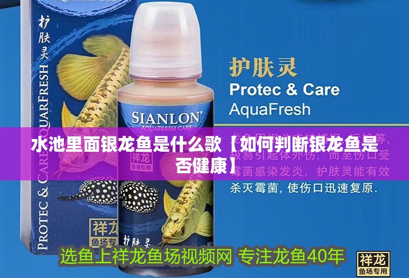 水池里面銀龍魚(yú)是什么歌【如何判斷銀龍魚(yú)是否健康】