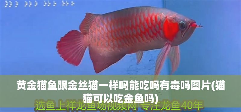 龍魚打架被咬死，龍魚打架一般不會導致死亡，飼養(yǎng)者應采取適當?shù)拇胧? title=