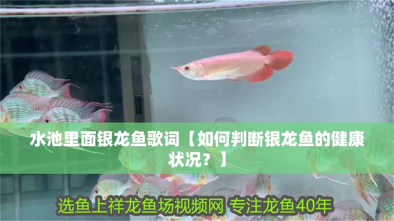水池里面銀龍魚歌詞【如何判斷銀龍魚的健康狀況？】
