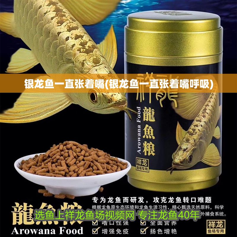 銀龍魚一直張著嘴(銀龍魚一直張著嘴呼吸)