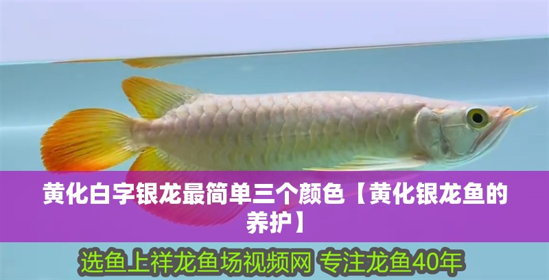 黃化白字銀龍最簡(jiǎn)單三個(gè)顏色【黃化銀龍魚(yú)的養(yǎng)護(hù)】