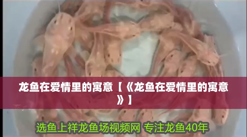 我的虎魚真菌感染了要怎么處理 龍魚在愛情里的寓意【《龍魚在愛情里的寓意》】 龍魚論壇 龍魚在愛情里的寓意【《龍魚在愛情里的寓意》】 龍魚在愛情里的寓意【《龍魚在愛情里的寓意》】 龍魚論壇