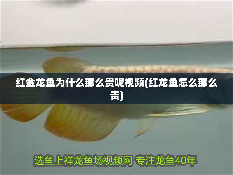紅金龍魚為什么那么貴呢視頻(紅龍魚怎么那么貴)