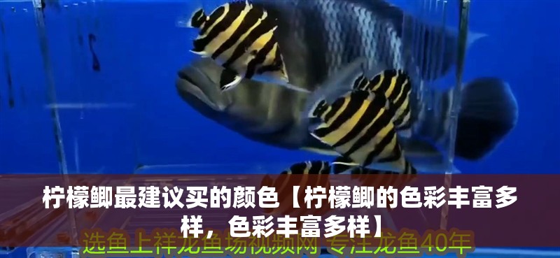 魚缸造景先放沙還是先放水(魚缸造景先鋪沙還是先放石頭) 檸檬鯽最建議買的顏色【檸檬鯽的色彩豐富多樣,色彩豐富多樣】 龍魚論壇 檸檬鯽最建議買的顏色【檸檬鯽的色彩豐富多樣,色彩豐富多樣】 檸檬鯽最建議買的顏色【檸檬鯽的色彩豐富多樣,色彩豐富多樣】 龍魚論壇