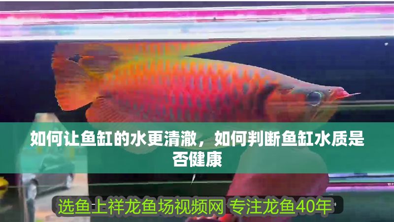 如何讓魚缸的水更清澈,如何判斷魚缸水質(zhì)是否健康 魚缸百科 第7張 如何讓魚缸的水更清澈,如何判斷魚缸水質(zhì)是否健康 如何讓魚缸的水更清澈,如何判斷魚缸水質(zhì)是否健康 魚缸百科 第7張