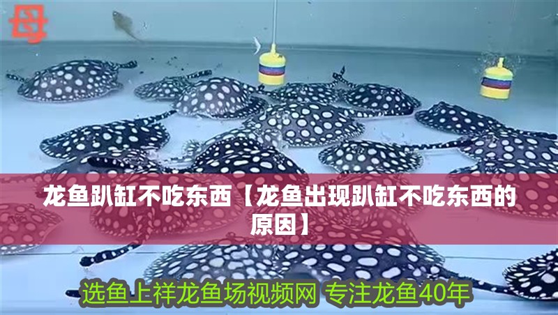 龍魚趴缸不吃東西【龍魚出現趴缸不吃東西的原因】