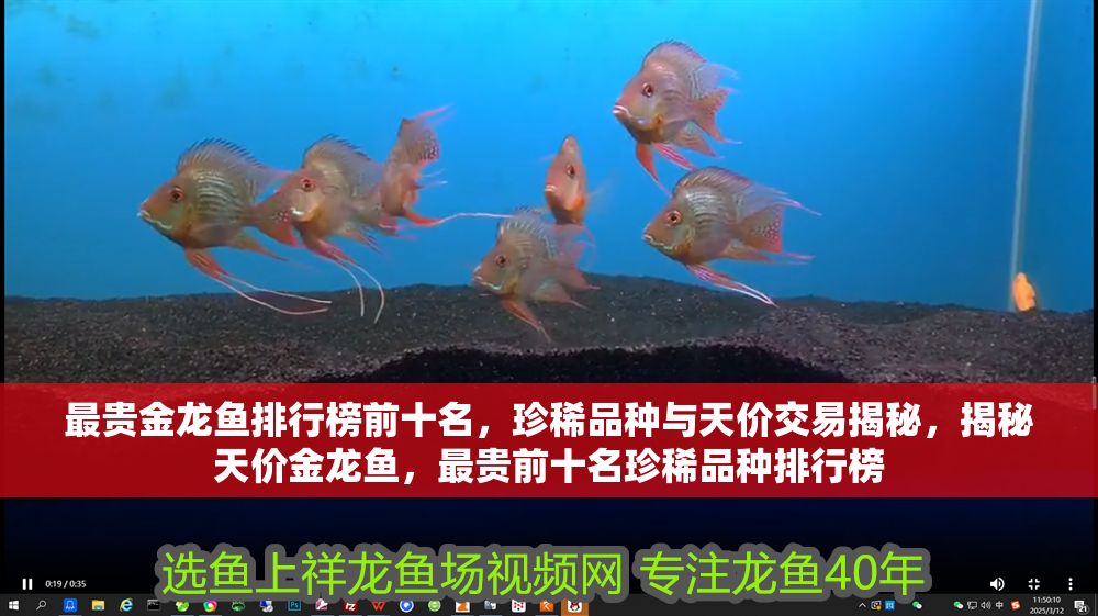 最貴金龍魚排行榜前十名，珍稀品種與天價交易揭秘，揭秘天價金龍魚，最貴前十名珍稀品種排行榜