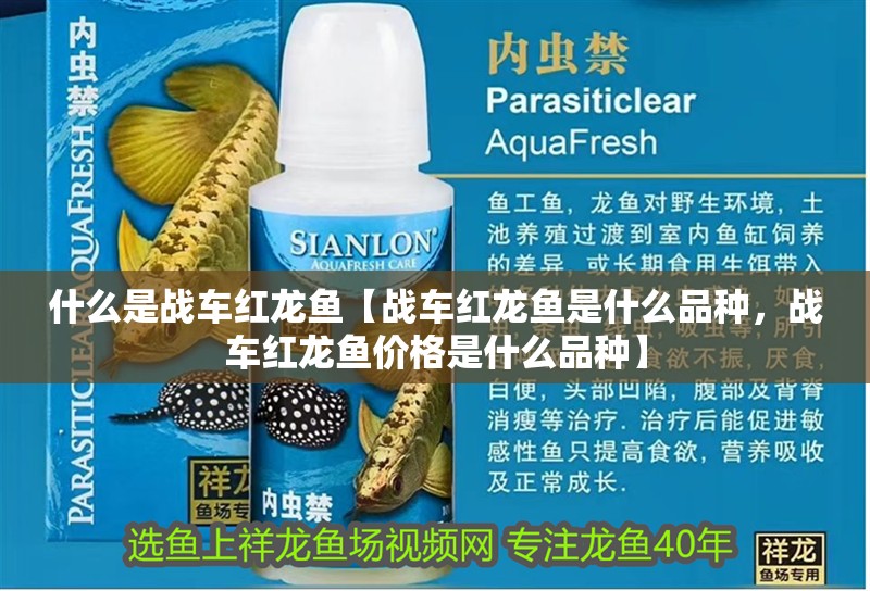 什么是戰車紅龍魚【戰車紅龍魚是什么品種，戰車紅龍魚價格是什么品種】