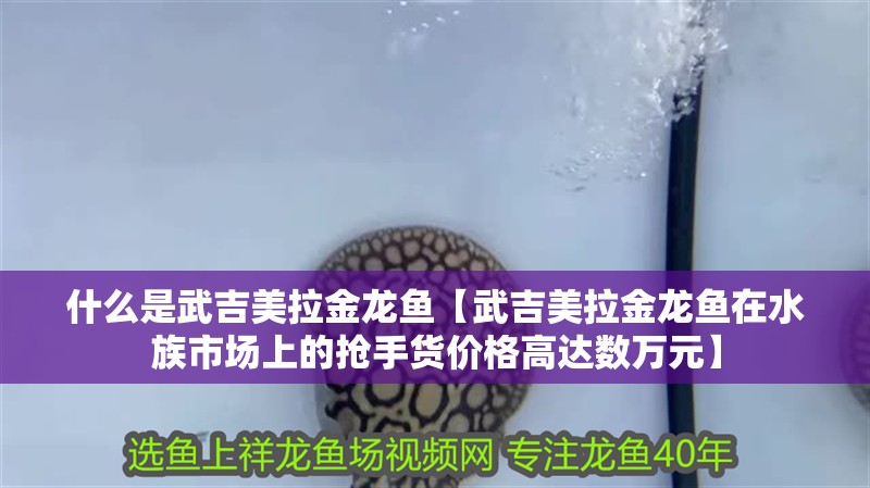 什么是武吉美拉金龍魚【武吉美拉金龍魚在水族市場上的搶手貨價格高達數萬元】