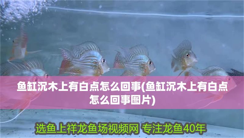 魚缸沉木上有白點怎么回事(魚缸沉木上有白點怎么回事圖片)