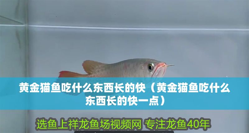黃金貓魚(yú)吃什么東西長(zhǎng)的快（黃金貓魚(yú)吃什么東西長(zhǎng)的快一點(diǎn)）