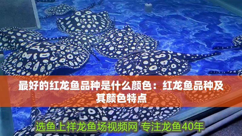 最好的紅龍魚品種是什么顏色：紅龍魚品種及其顏色特點(diǎn)