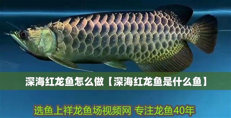 深海紅龍魚怎么做【深海紅龍魚是什么魚】