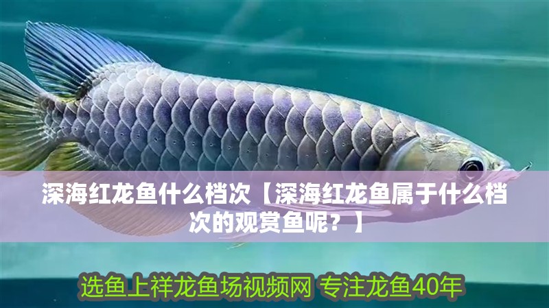深海紅龍魚什么檔次【深海紅龍魚屬于什么檔次的觀賞魚呢？】