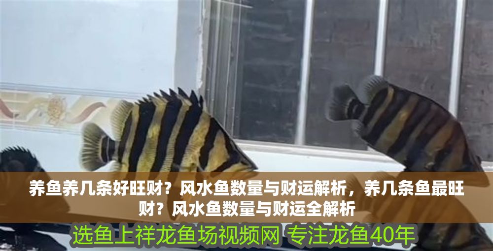 養(yǎng)魚養(yǎng)幾條好旺財？風(fēng)水魚數(shù)量與財運解析，養(yǎng)幾條魚最旺財？風(fēng)水魚數(shù)量與財運全解析