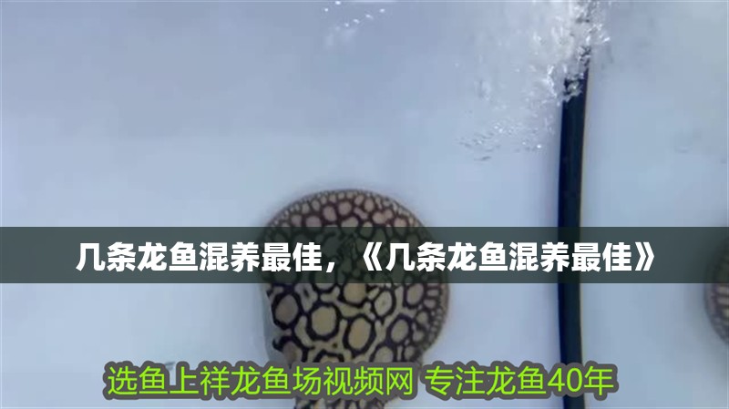 幾條龍魚混養(yǎng)最佳，《幾條龍魚混養(yǎng)最佳》