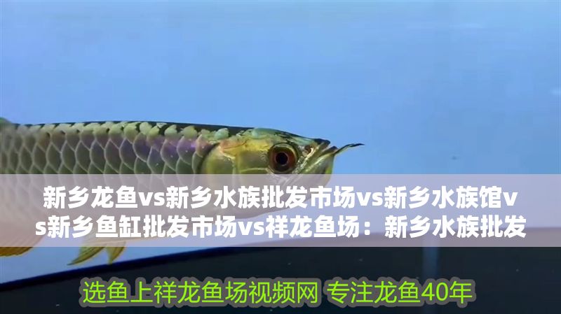 新鄉(xiāng)龍魚vs新鄉(xiāng)水族批發(fā)市場vs新鄉(xiāng)水族館vs新鄉(xiāng)魚缸批發(fā)市場vs祥龍魚場：新鄉(xiāng)水族批發(fā)市場