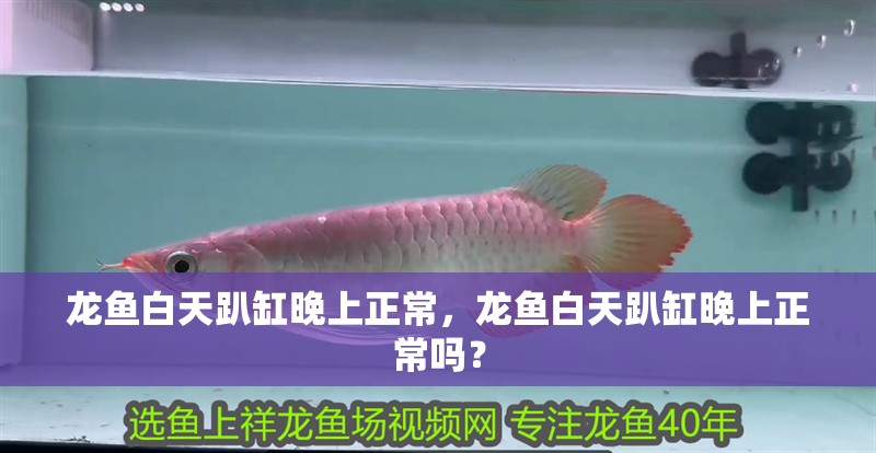 龍魚白天趴缸晚上正常，龍魚白天趴缸晚上正常嗎？